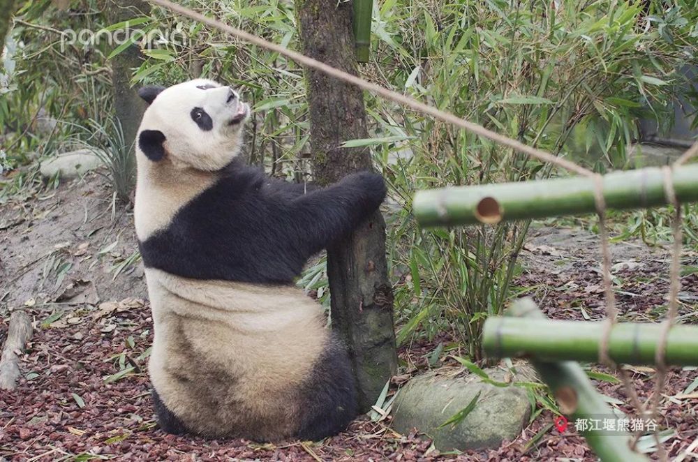 宝妹真没想到你这小丫头居然是这种熊猫