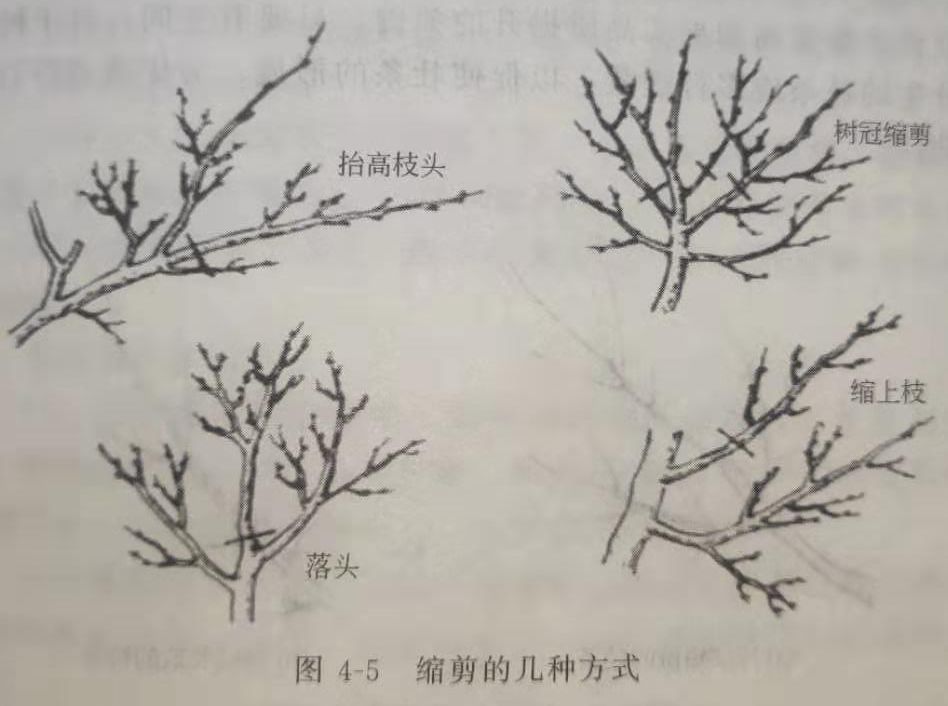 柑橘果树该怎么冬季剪?什么时候剪?这些修剪要点都掌握了吗?