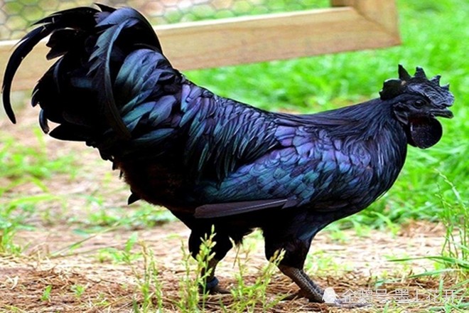 世界上最贵的一种鸡,全身黑中透亮,连下的蛋都是黑色的