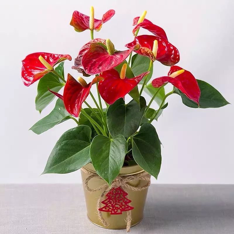 红掌寓意大展宏图,财源滚滚,鸿运当头,是颇受欢迎的"招财花",它几乎