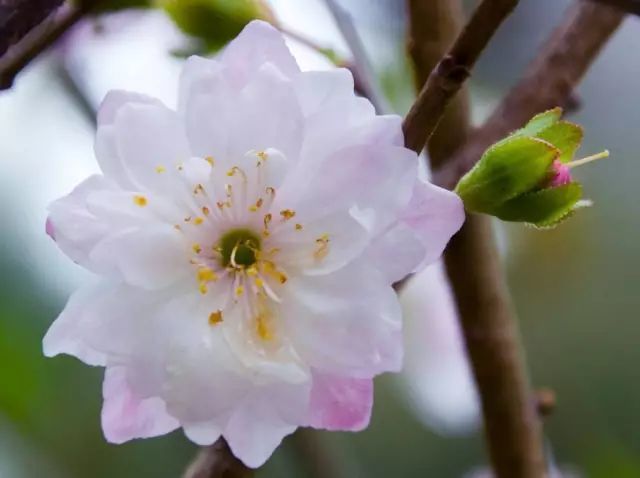 花开绚烂郁李花
