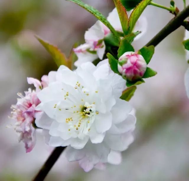 花开绚烂:郁李花