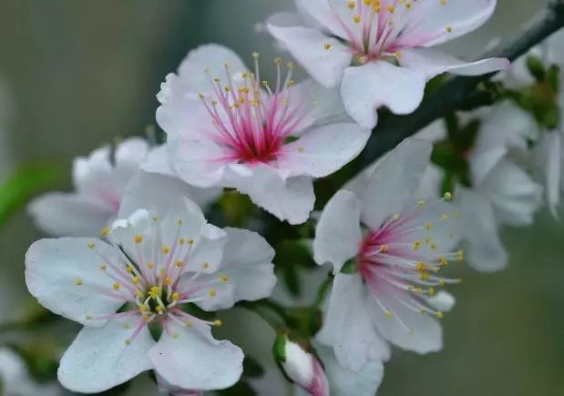 花开绚烂:郁李花