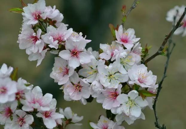 花开绚烂:郁李花