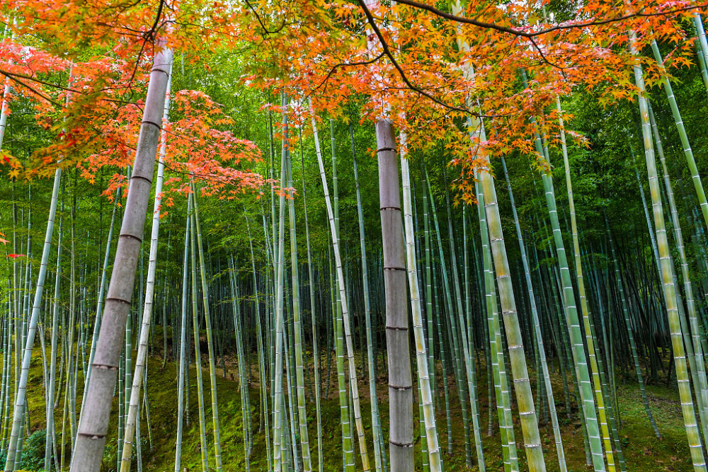 日本京都:岚山竹林风光