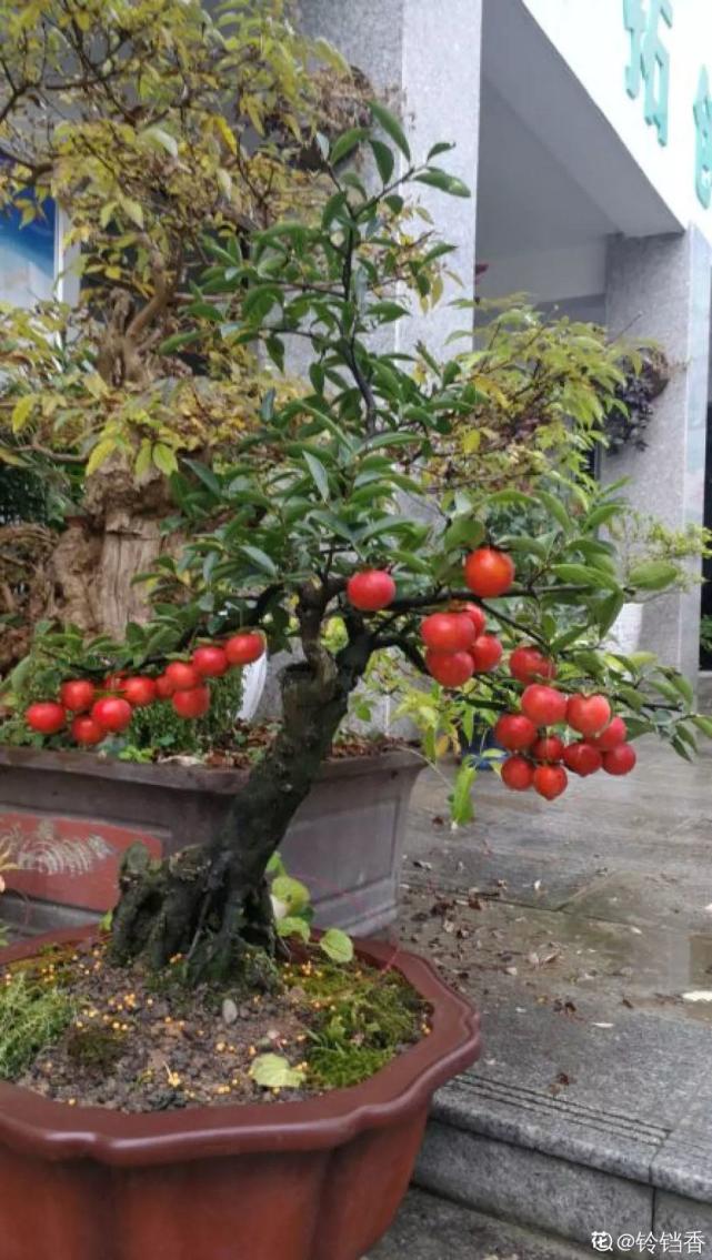 图 | 蓝五味子 一到秋冬,爱养生的花友们,都开始保温杯里泡枸杞了