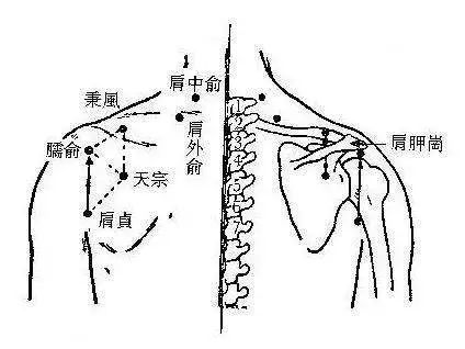 【臑俞穴的位置】位于人体的肩部,当腋后纹头直上,肩胛冈下缘凹陷中.