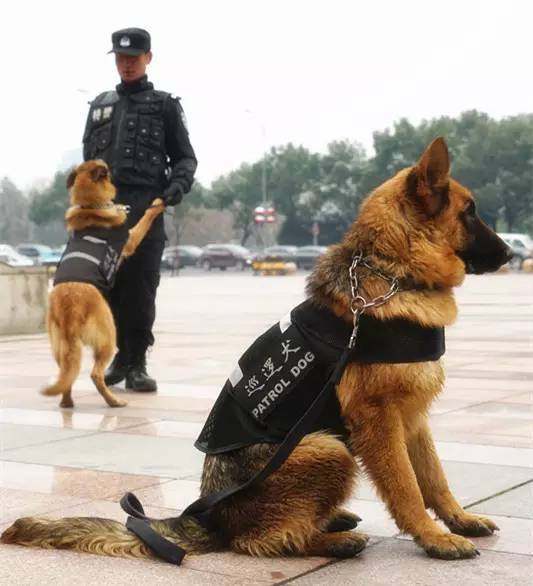服役的警犬