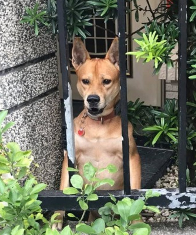 可爱黄狗探头讨摸摸,他走近一看笑翻:肌肉猛犬!