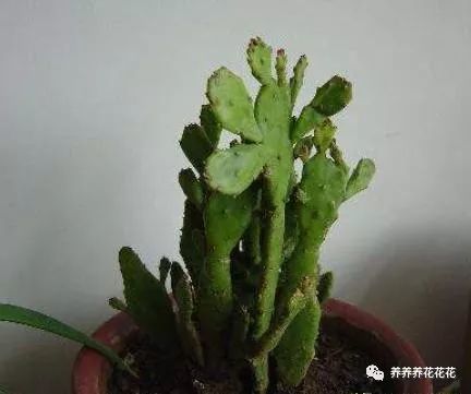千手观音仙人掌的四季养护方法,牢记1个关键点,枝叶繁茂特简单