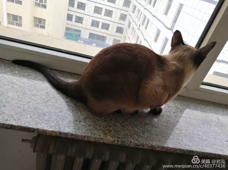 刘岩泓:一只猫