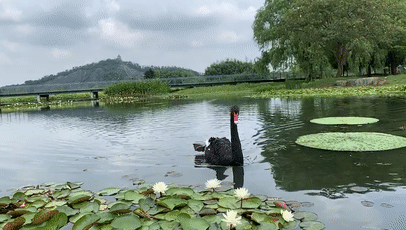 最近听说松江区辰山植物园已经拿到今年第一个奖杯,被腾讯旅游评为