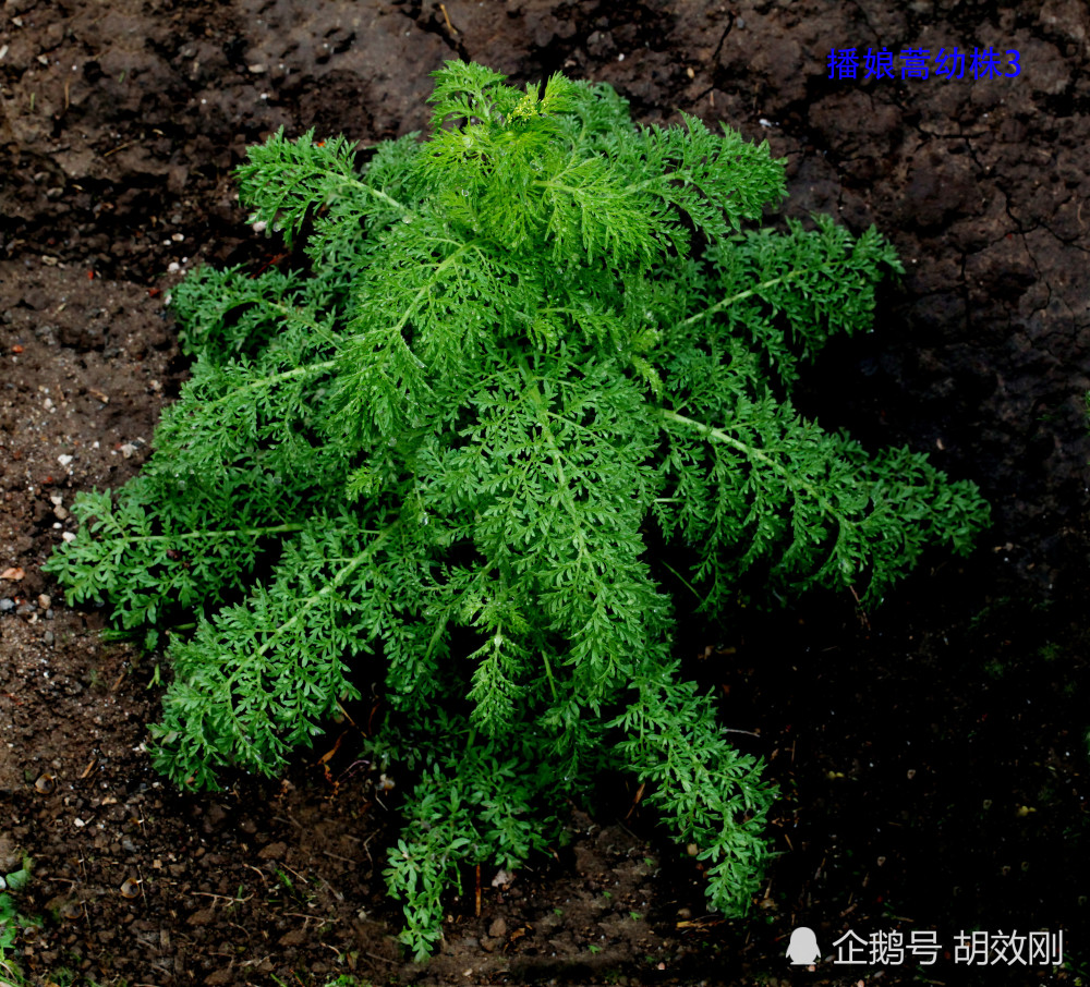 十字花科播娘蒿种子,芽,幼苗,幼株及成株原图