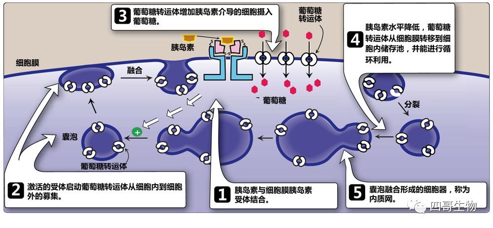 胰岛素的作用及机理是什么