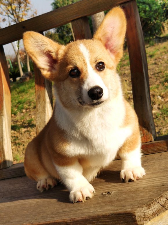 柯基犬