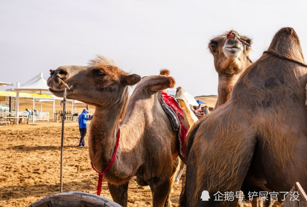 来到沙漠的时候,为何骑的全是公骆驼,母骆驼都到哪去了?