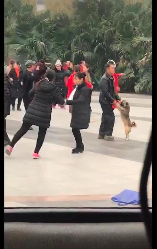 大爷跳舞时没有舞伴,就拉着狗狗开始跳起来,狗:做一只