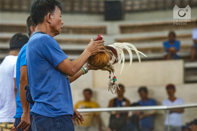 马尼拉疯狂的菲律宾斗鸡:用生命下注的游戏