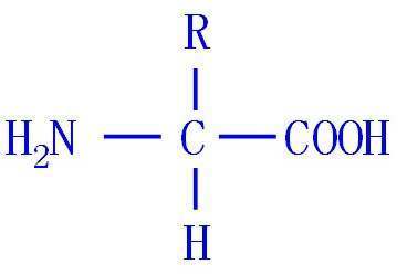 氨基酸结构通式