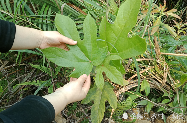告诉家乡人,此为"五指毛桃",根茎166元一斤,别当杂草