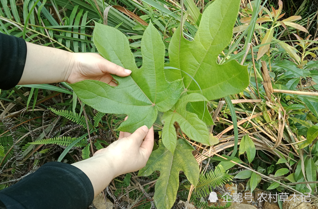 摘要:告诉家乡人,此为"五指毛桃",根茎166元一斤,别当杂草.