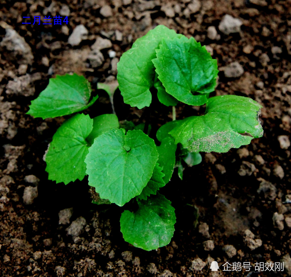 十字花科二月兰种子,芽,幼苗,幼株及成株原图