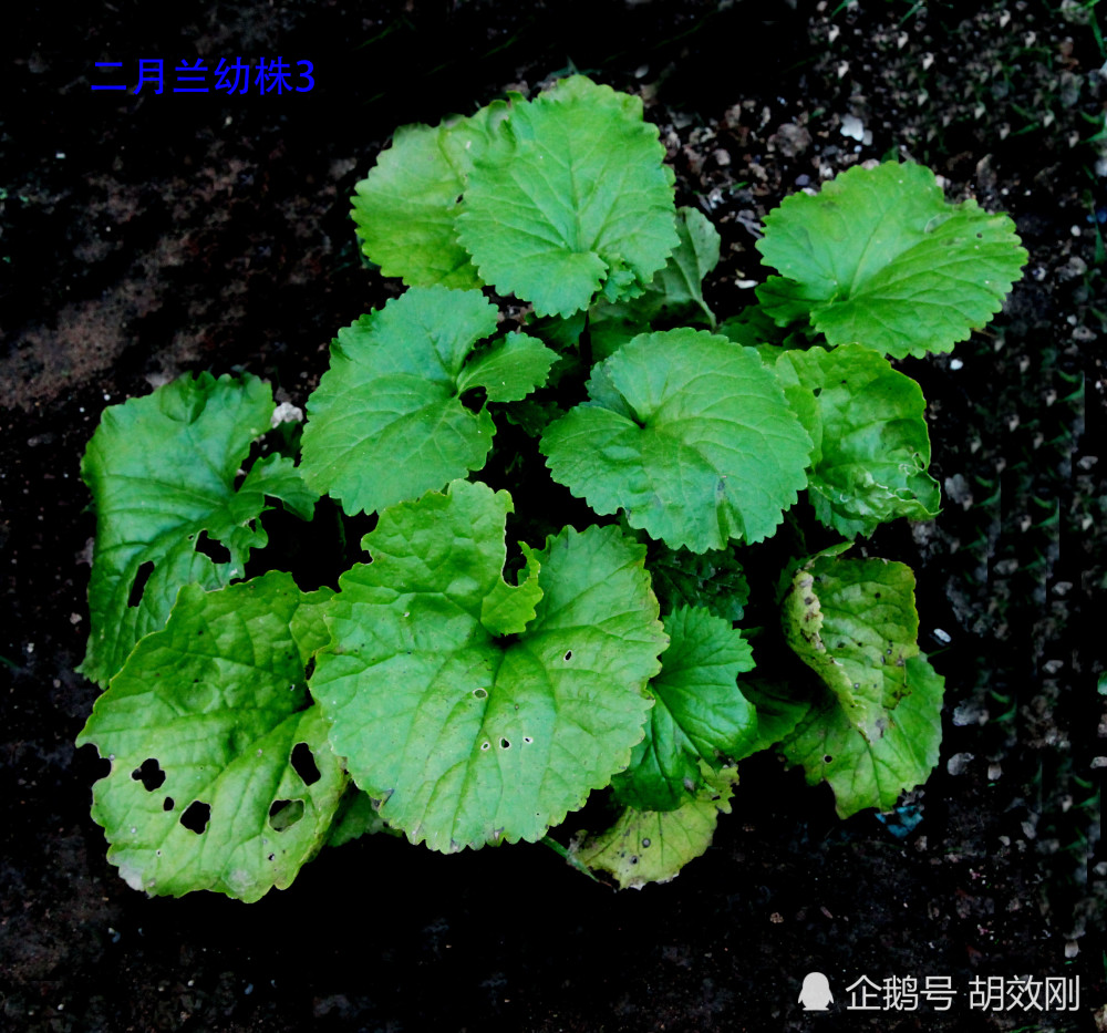 十字花科二月兰种子,芽,幼苗,幼株及成株原图