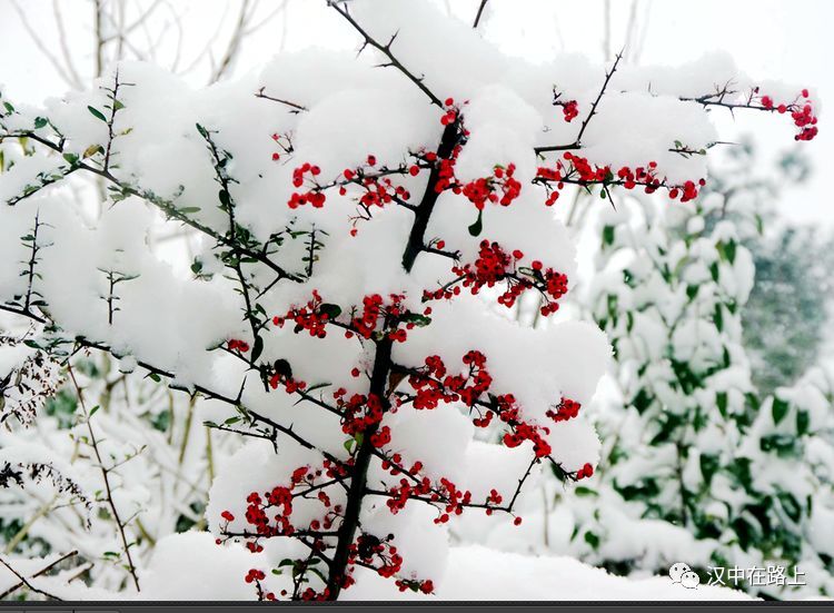 春赏百花冬踏雪,雪中腊梅赛金叶, 迎风傲立斗严寒,真情幽香漫山野.