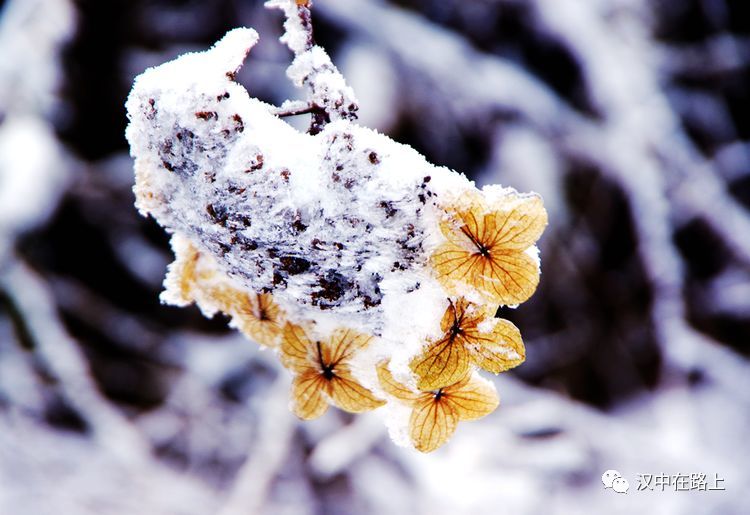 春赏百花冬踏雪,雪中腊梅赛金叶, 迎风傲立斗严寒,真情幽香漫山野.