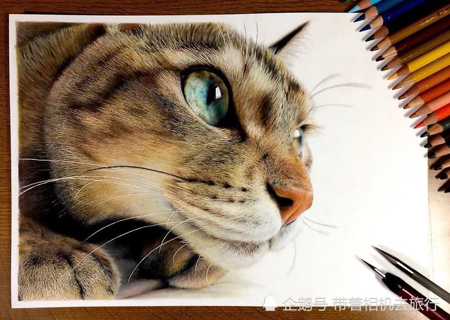 18岁少年彩铅创作猫咪"照片",让人很难相信这是画出来