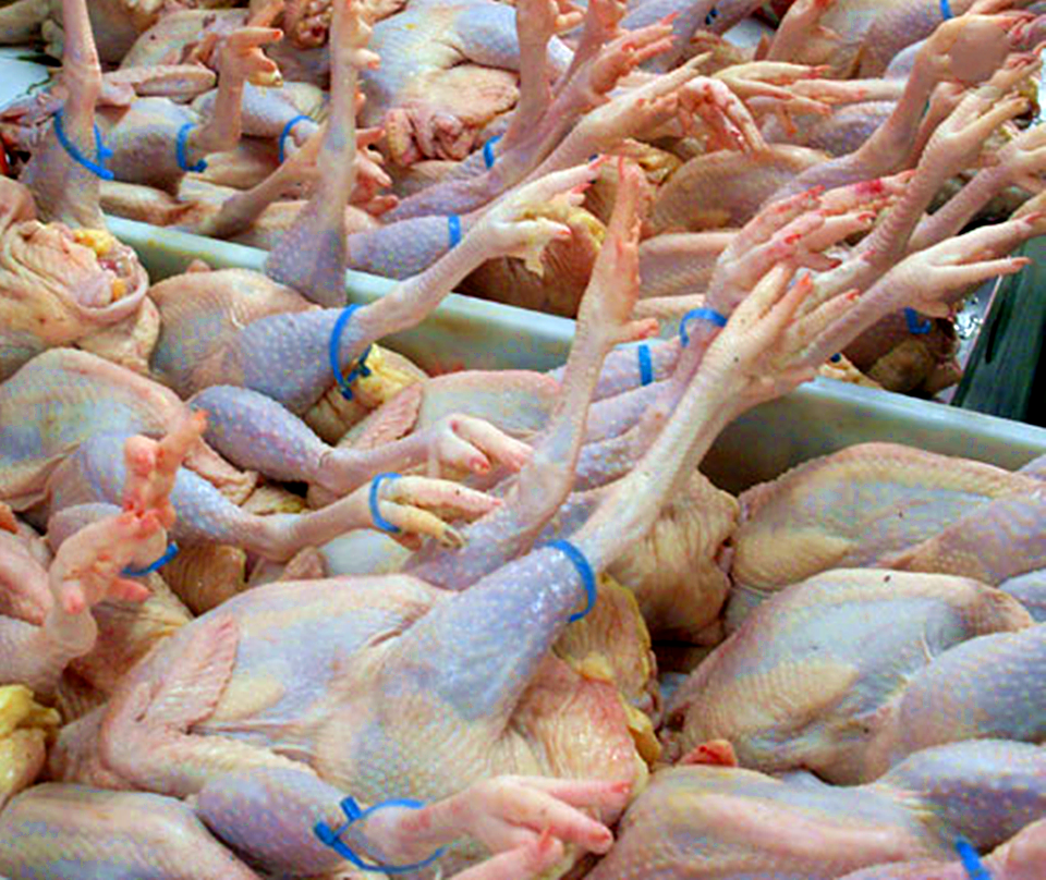 超市里那么多的冻鸡,到底是从哪来的?看完你还敢吃吗?