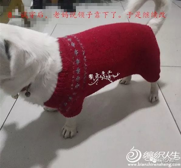 爱宠毛衣编织:京巴狗狗的棒针四脚毛衣