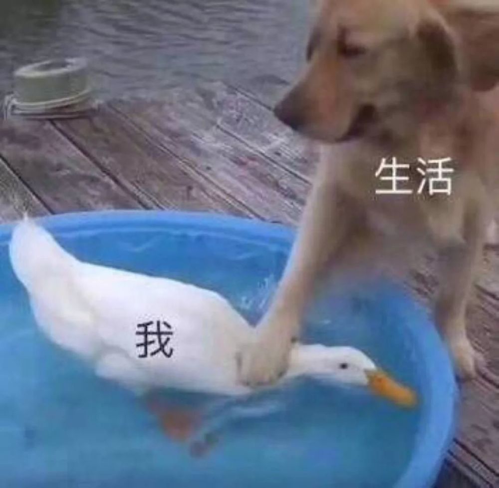 表情包vol.16-失忆