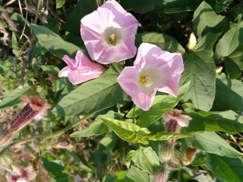 打碗碗花又叫破碗花,小旋花等,小时候大人常常哄我们说,摘了打碗碗花