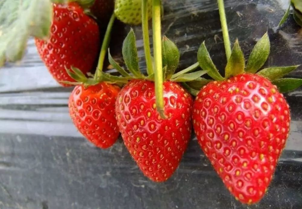 这里的草莓开花结果早,上市早,具有果实大,外观美,甜度高等特点