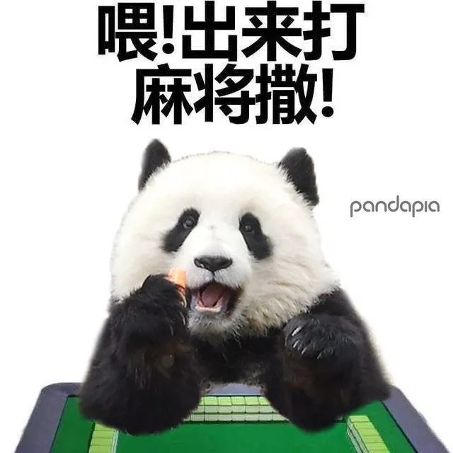 春节准备做什么?四川熊猫教你如何打麻将