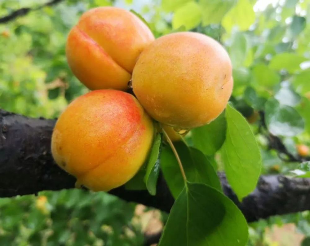 目前,蓝田县有丰富的大杏品种种质资源,树种资源有2门5纲65科219种.