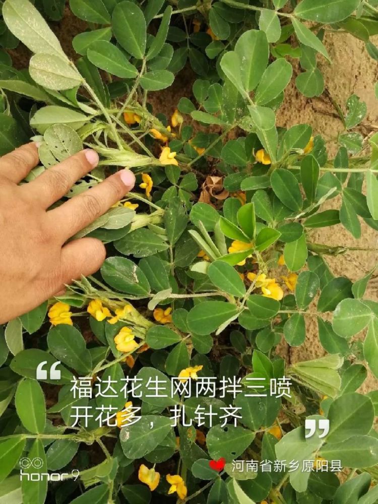 花生为什么开花多结果少?