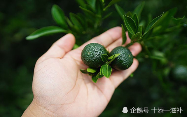 新会小青柑