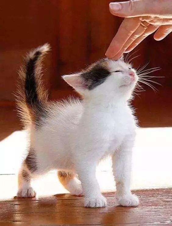 猫咪的心思你别猜,铲屎官读懂这六种猫尾巴的状态,能