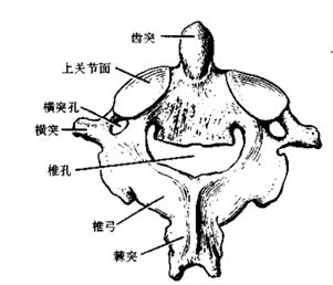 第3-7颈椎椎体上面侧缘向上突起称为锥体钩,椎体钩可与上位锥体下面的