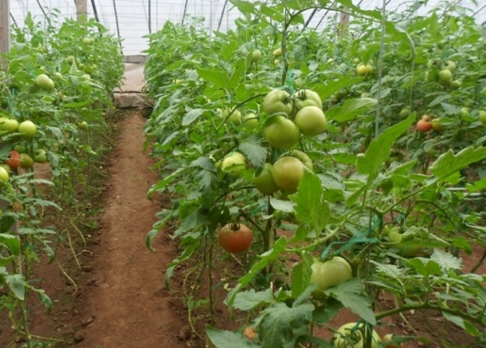 番茄生长过程中,什么原因会导致早衰?有哪些防治措施?