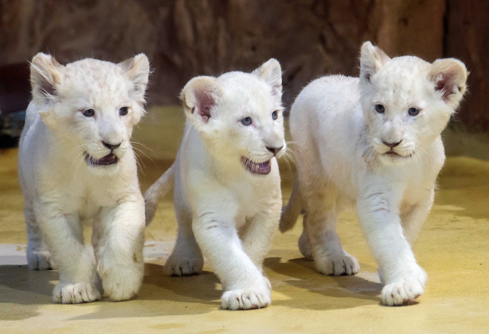 德国动物园小白狮三兄弟亮相 迈腿齐步走乖成小猫咪