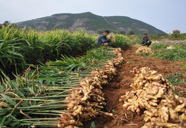 (3)那么种植20亩生姜,1年可盈利53万元到69万元(64或80万元减11万元)