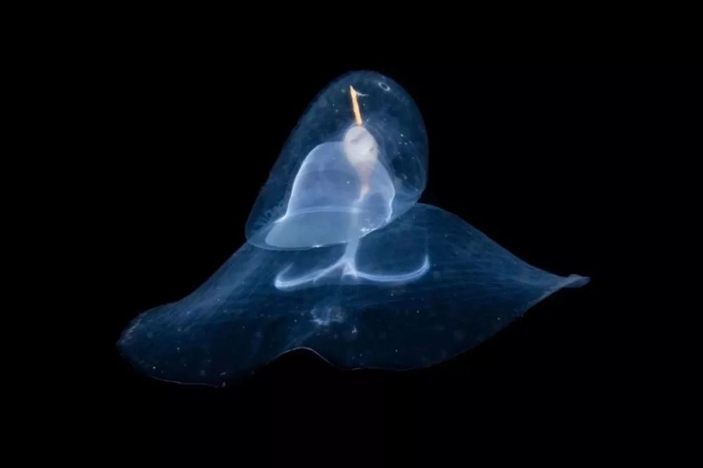 一个又一个夜晚,她潜入水中与深海相处,与泳姿优雅端庄的海蝴蝶一同