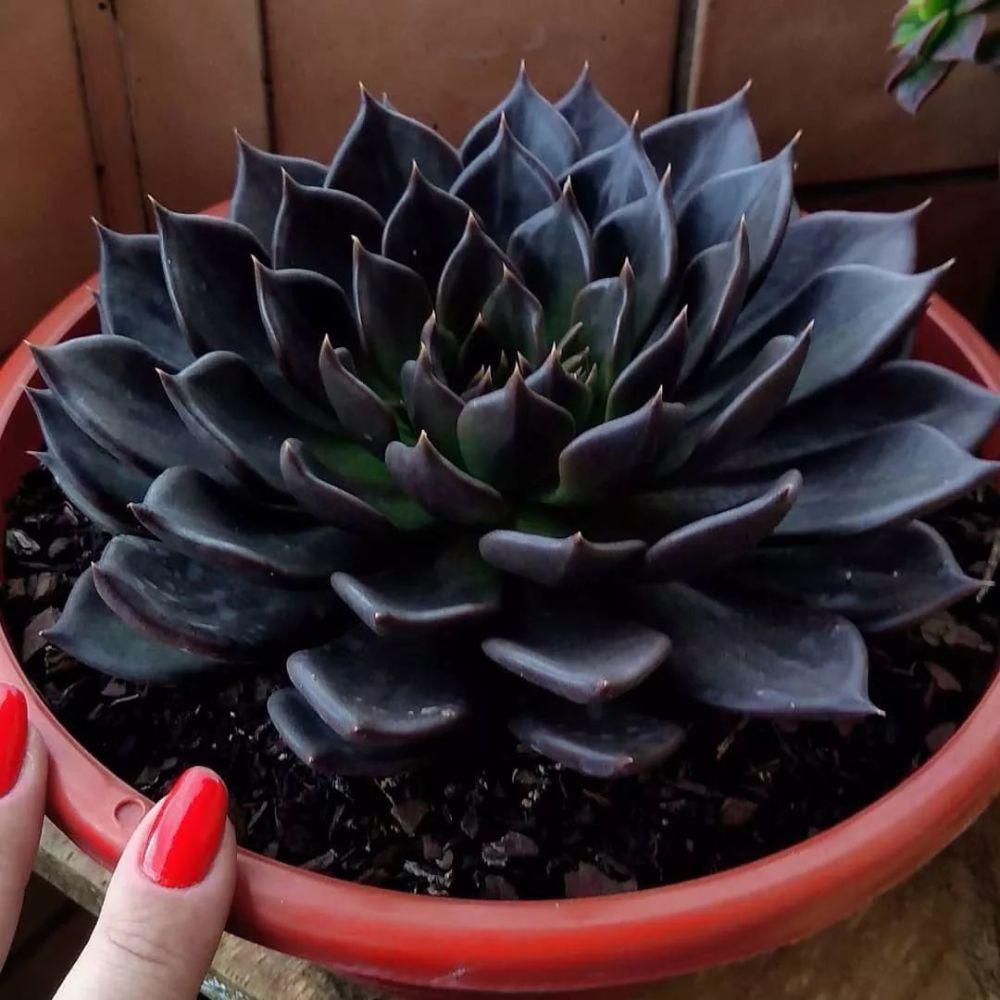 叶子呈黑色的多肉植物,状态不好时变墨绿色,有特别奇特的品种