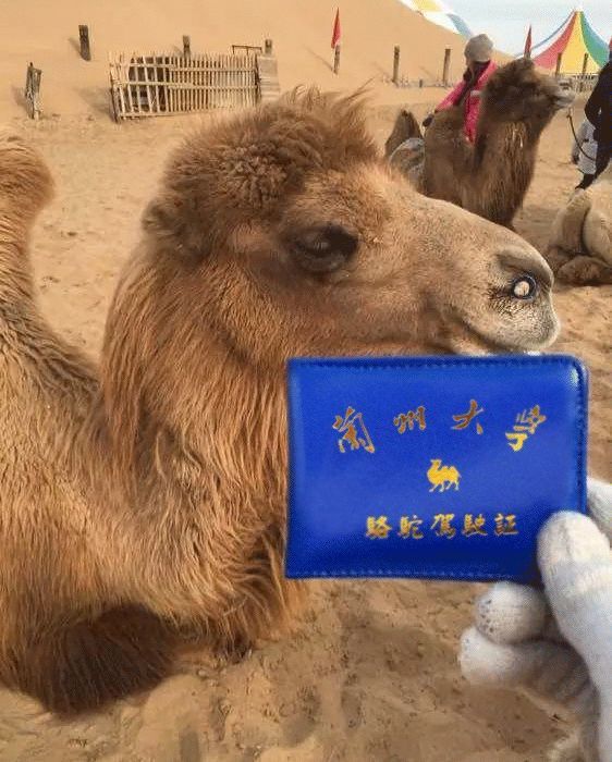 千万别跟甘肃人吃饭