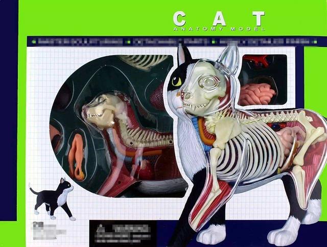 猫咪更爱吃肉的背后,竟是因为基因剥夺了其感知甜味的