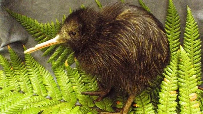 新西兰国鸟"kiwi鸟"或将灭绝!