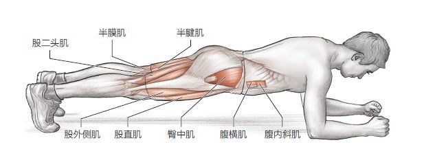 主要肌群:腹横肌,臀中肌,臀小肌,腹内斜肌